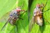 Helina impuncta